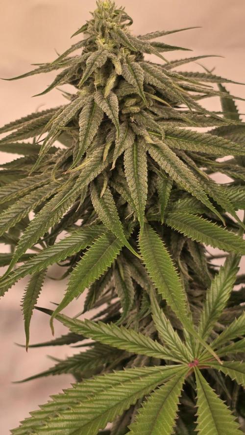 Shiska Lemonade. Week 10