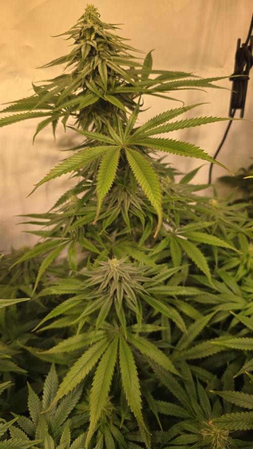 Shishka Lemonade. Week 10