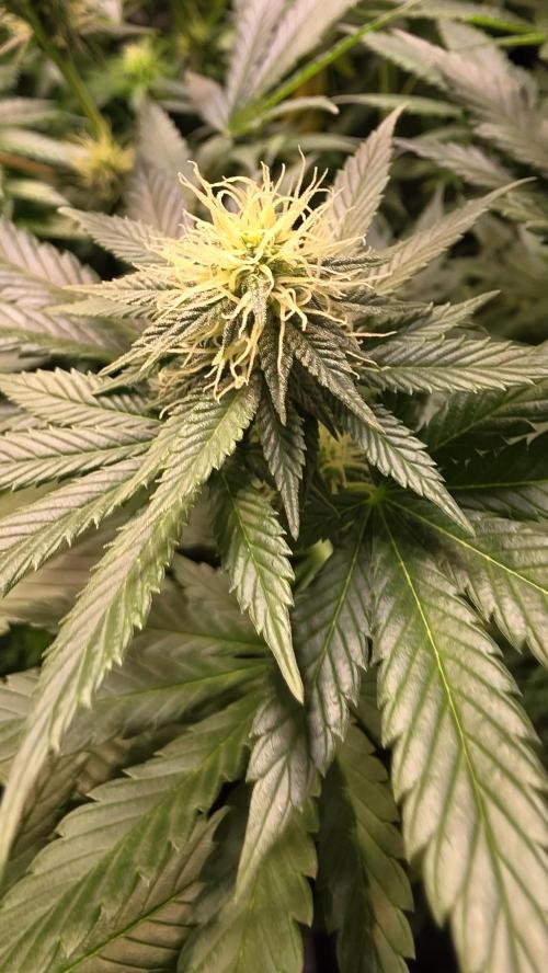 Grease Monkey. Week 10