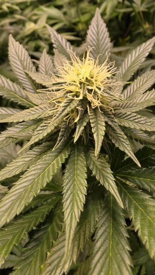 Grease Monkey. Week 10