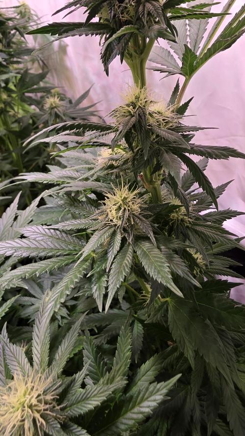 Grease Monkey. Week 10