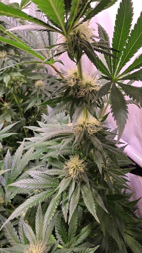 Grease Monkey. Week 10