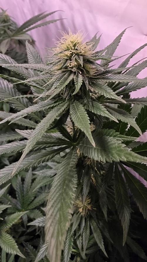 Grease Monkey. Week 10