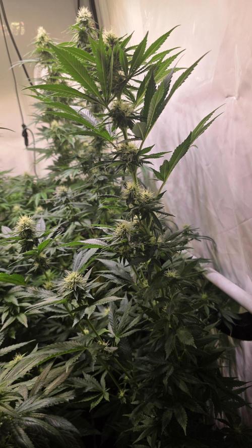 Grease Monkey. Week 10