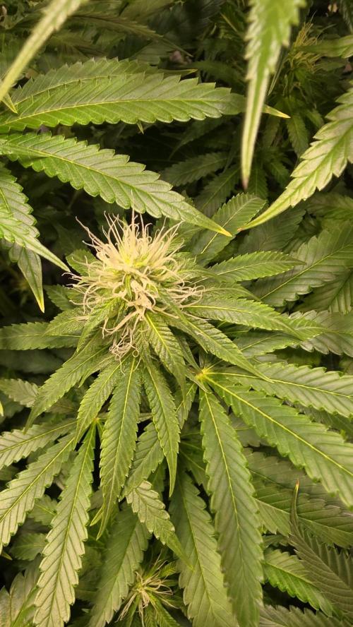 Orange Biscuite. Week 10
