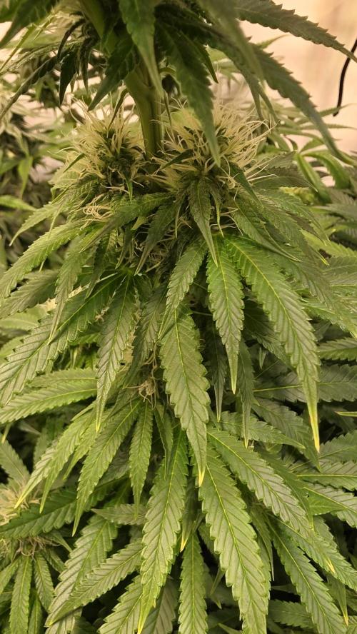 Orange Biscuite. Week 10