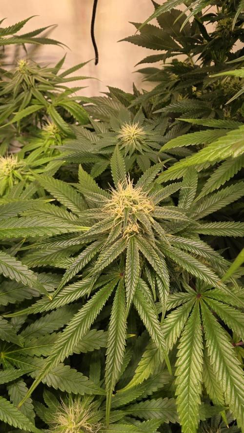 Orange Biscuite. Week 10