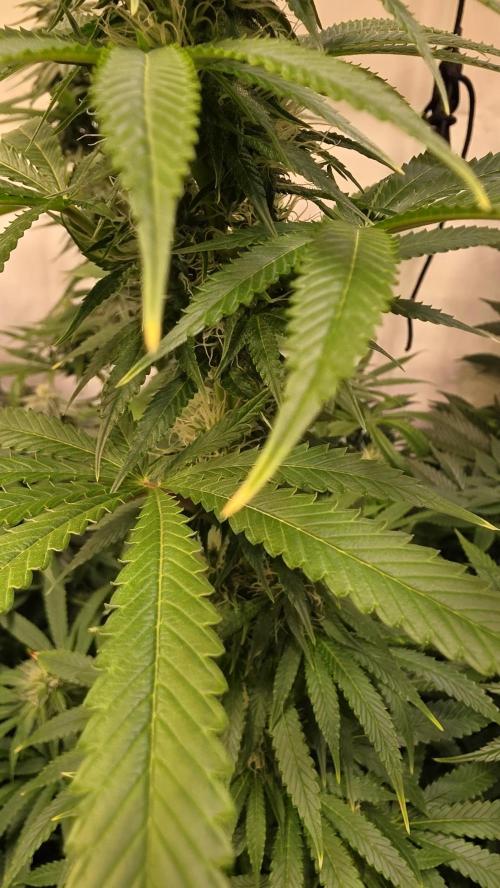 Orange Biscuite. Week 10