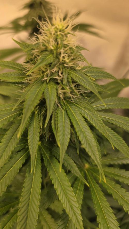 Orange Biscuite. Week 10