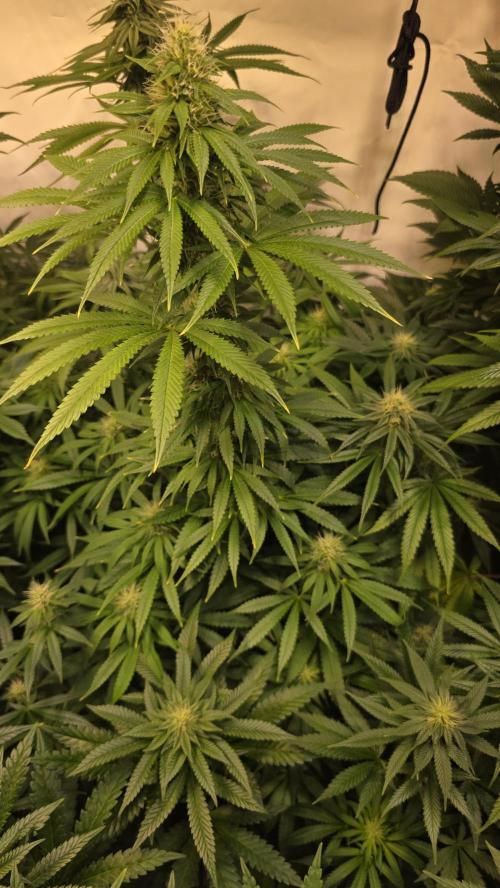 Orange Biscuite. Week 10