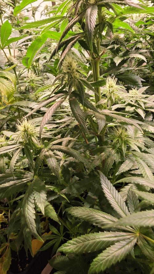 Karibean Mango. Week 10