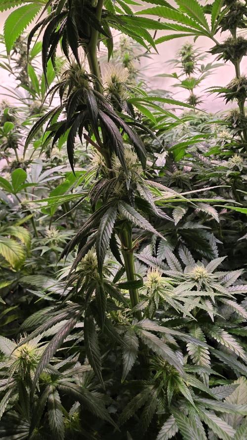Karibean Mango. Week 10