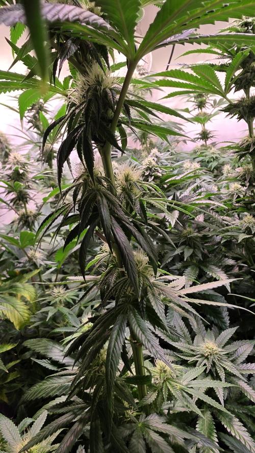 Karibean Mango. Week 10