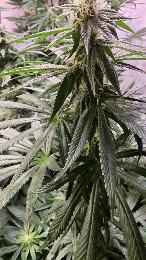 Karibean Mango. Week 10