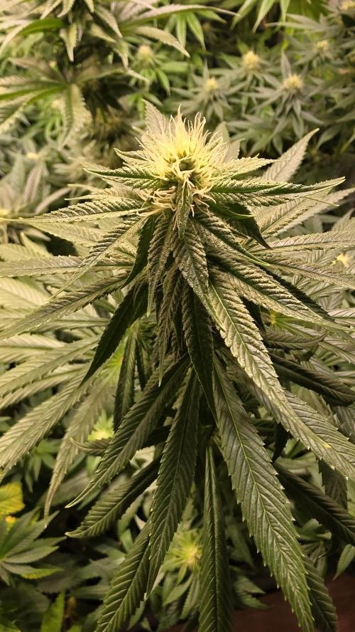 Karibean Mango. Week 10