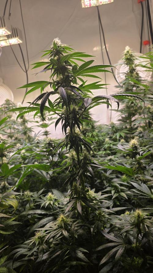 Karibean Mango. Week 10