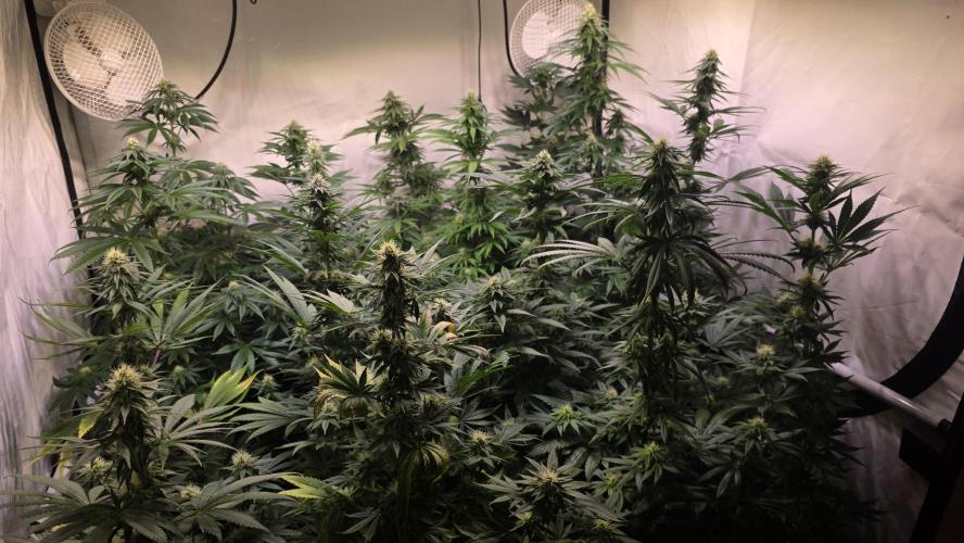 Banana Kush. Week 10