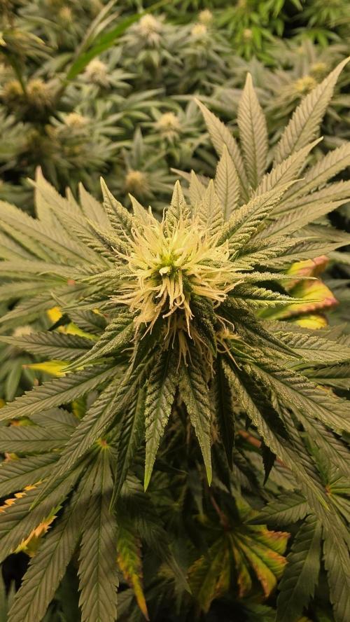 Banana Kush. Week 10