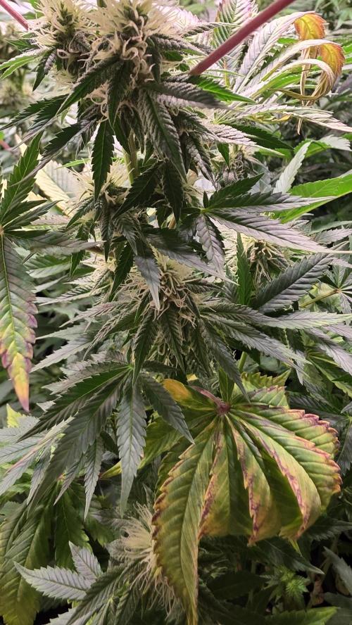 Banana Kush. Week 10