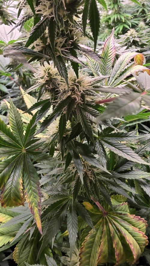 Banana Kush. Week 10