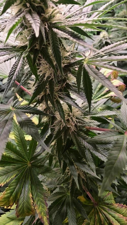 Banana Kush. Week 10