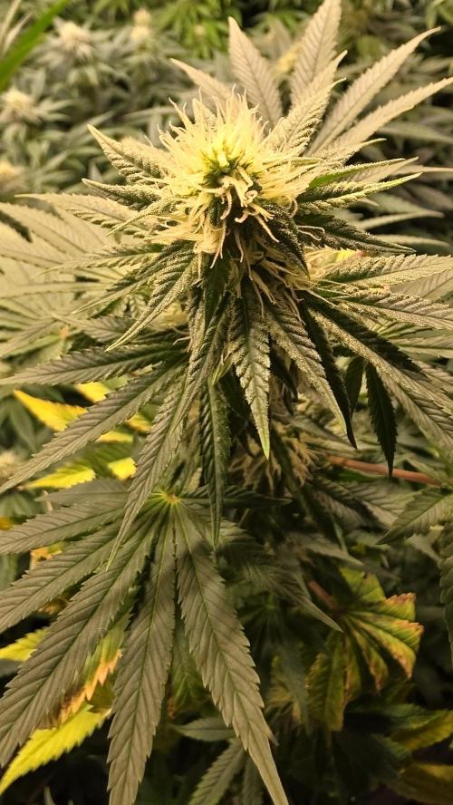 Banana Kush. Week 10