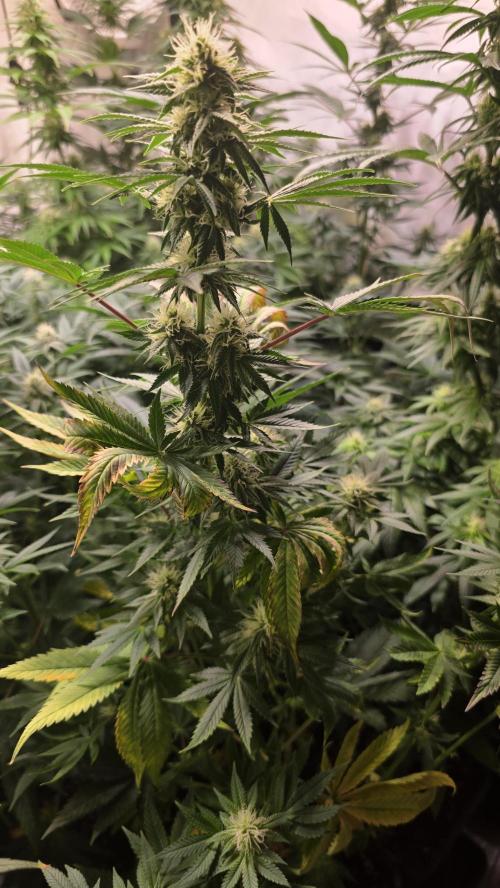 Banana Kush. Week 10