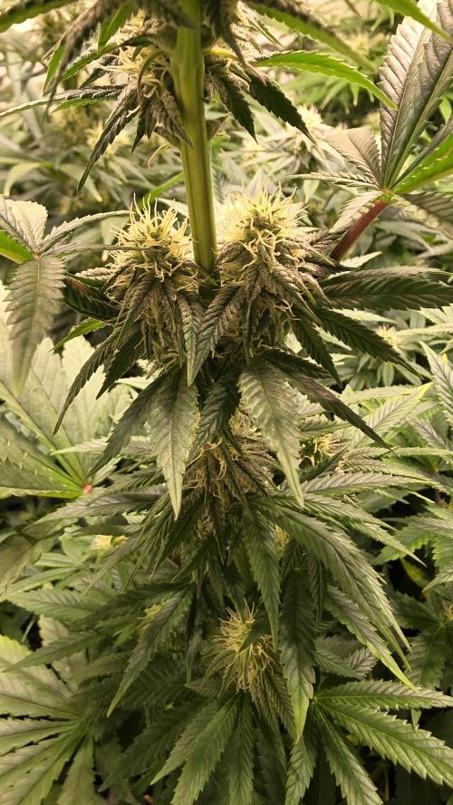 Melonade K. Week 10