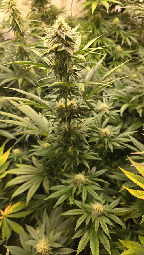 Melonade K. Week 10