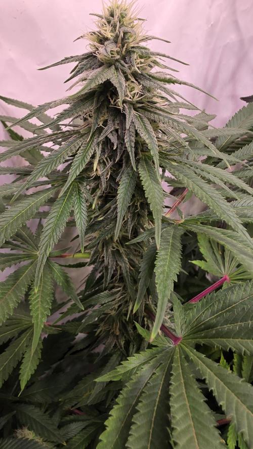 Mango Crack. Week 10