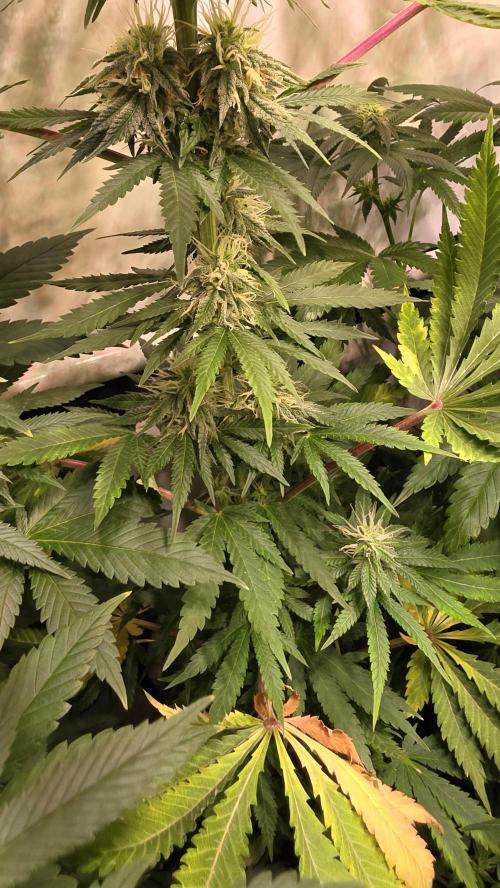 Mango Crack. Week 10