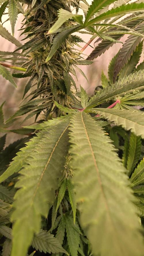 Mango Crack. Week 10