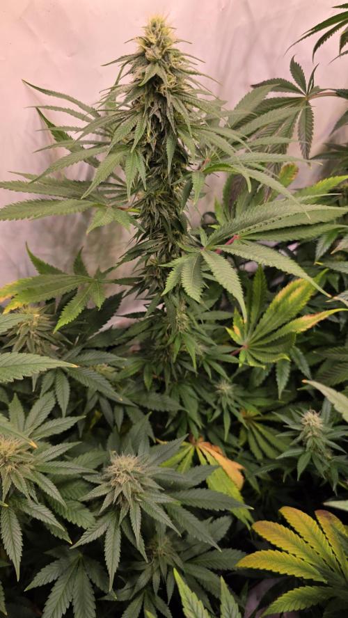 Mango Crack. Week 10