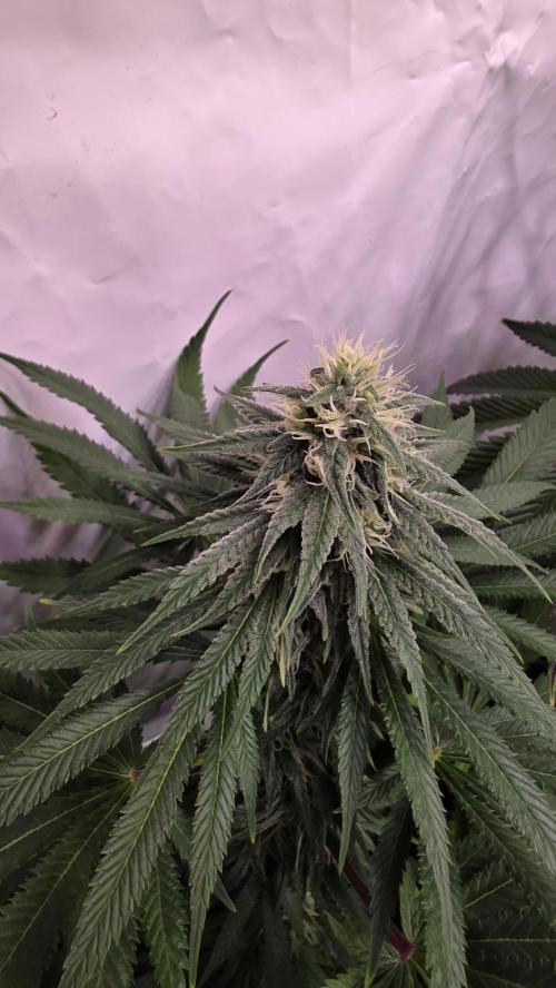 Mango Crack. Week 10