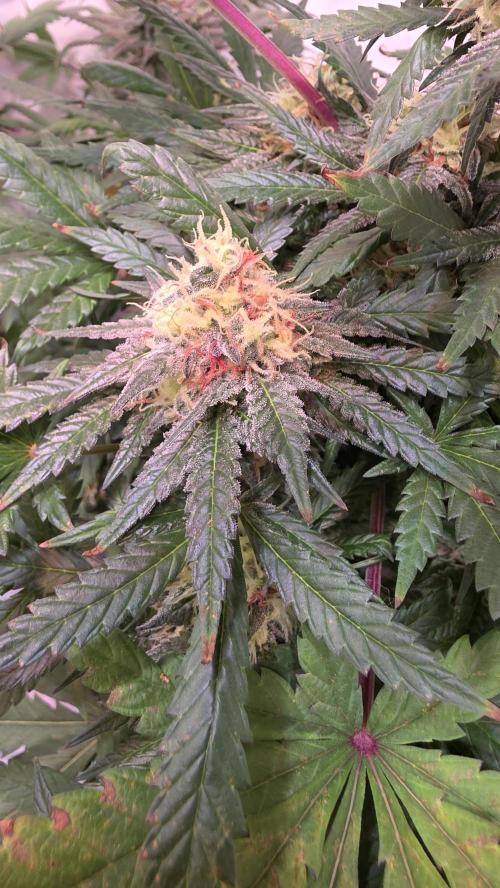 Mandarin Cookies. Week 12