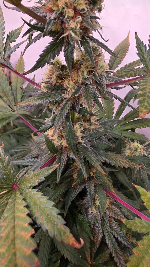 Mandarin Cookies. Week 12