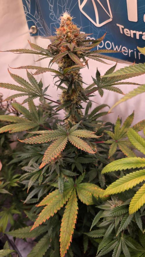 Mandarin Cookies. Week 12