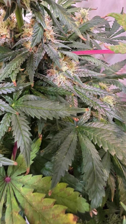 Mandarin Cookies. Week 12