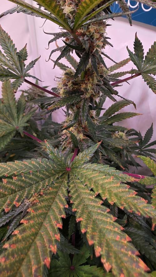 Mandarin Cookies. Week 12
