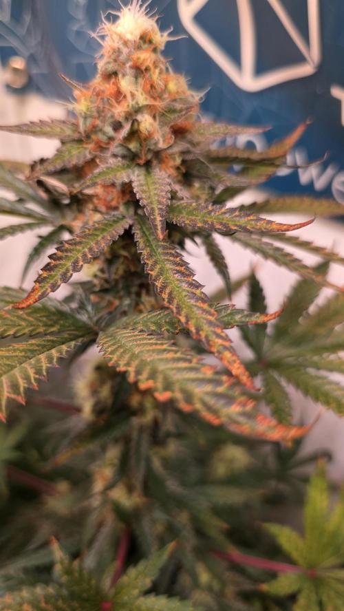 Mandarin Cookies. Week 12