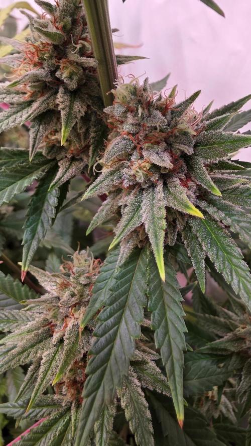 Purple Lemonade. Week 12