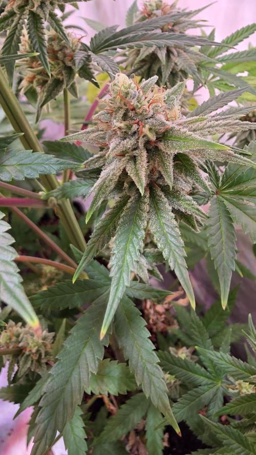 Purple Lemonade. Week 12