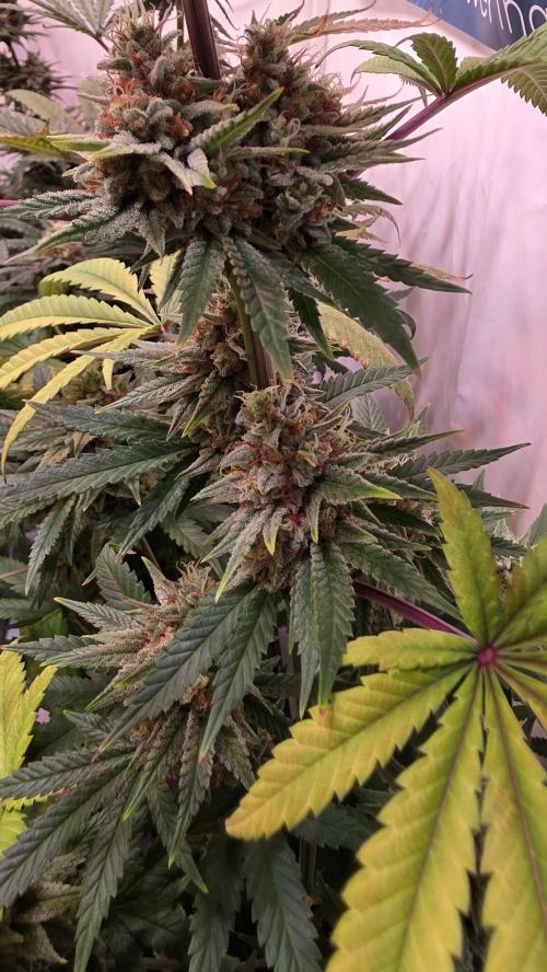 Purple Lemonade. Week 12