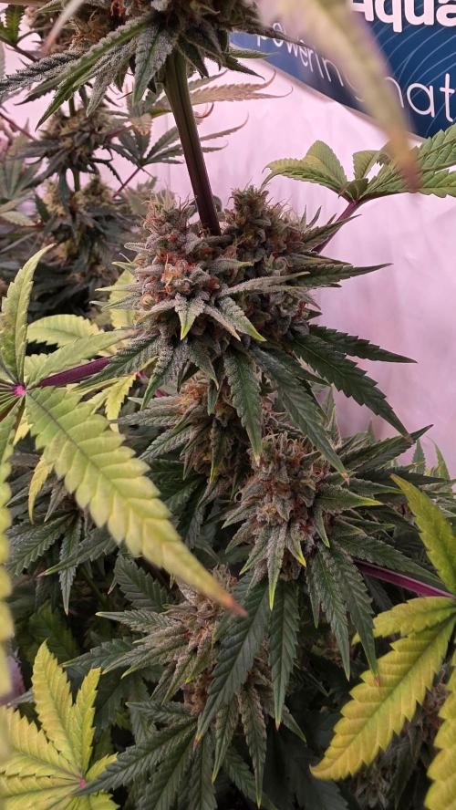 Purple Lemonade. Week 12