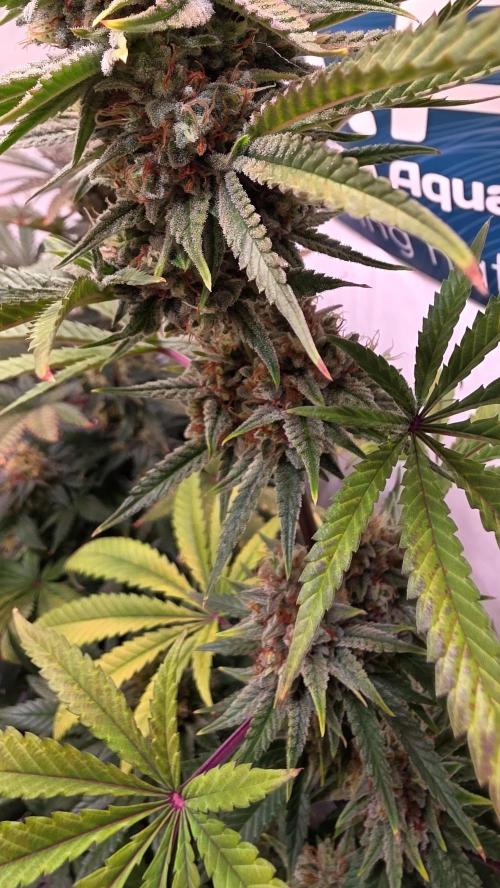 Purple Lemonade. Week 12