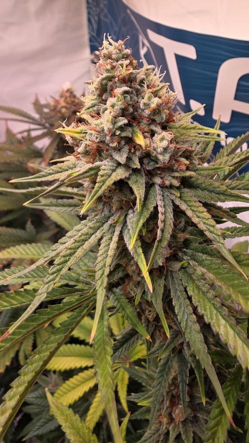 Purple Lemonade. Week 12