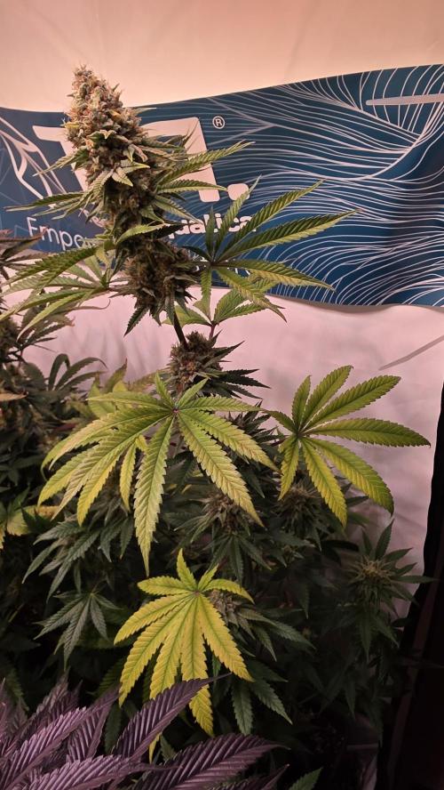 Purple Lemonade. Week 12