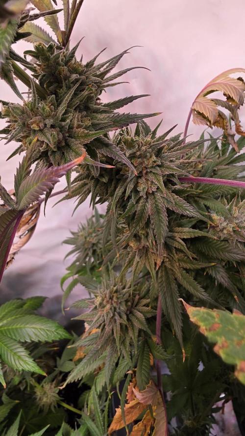 Black Cherry Punch. Week 12