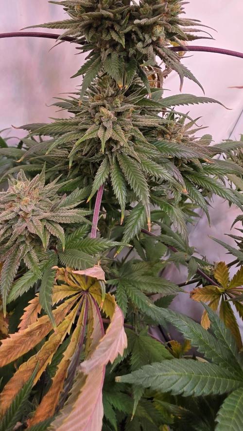 Black Cherry Punch. Week 12
