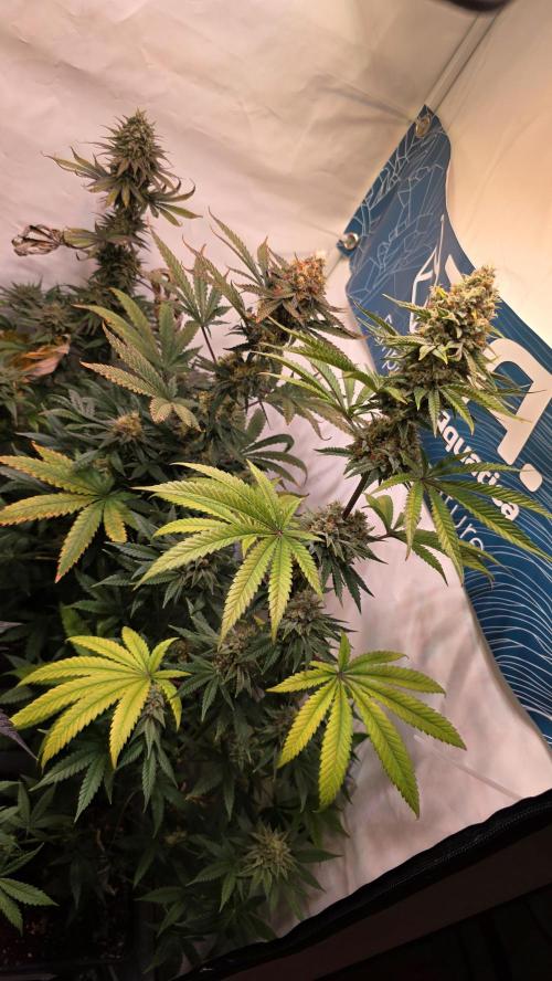 Black Cherry Punch. Week 12